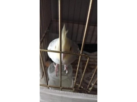 Sultan papağanı 6 aylık erkek