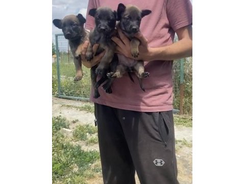 Koyu maskeli a kalite malinois yavrular