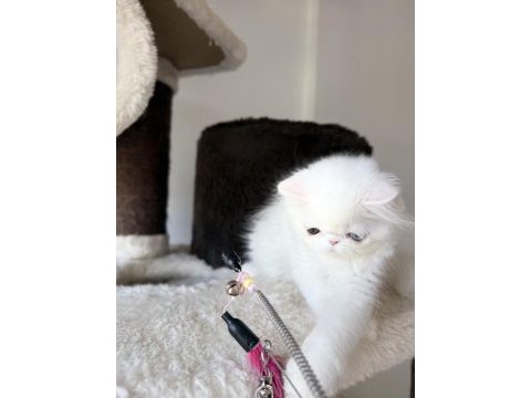 Erkek odd eyes kedimiz bilgi için arayın