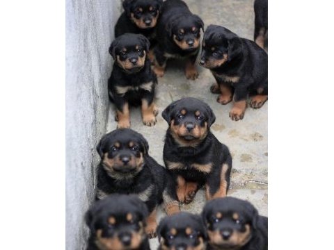 Canavar kalitesinde rottweiller yavrular