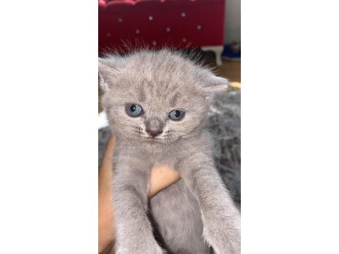 45 günlük scottish shorthair dişi mavi göz safkan
