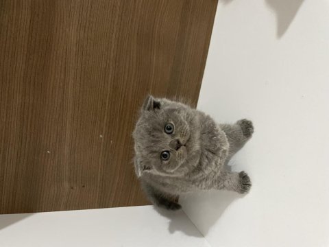 Mükemmel huylu scottish fold