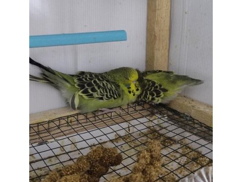 Yavru show jumbo muhabbet kuşu bebekler