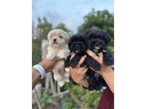 Teacup morkie bebekler