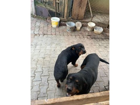 Rottweiler erkek baba oğul