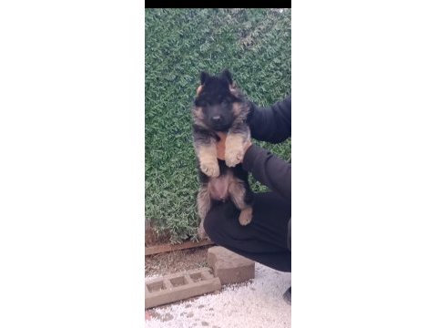 Safkan genç erkek alman çoban köpeği