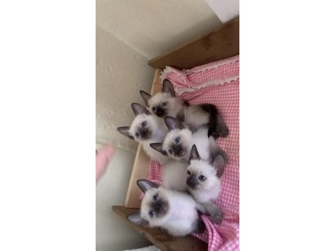 3 aylık kırık kuyruk siyam kedisi
