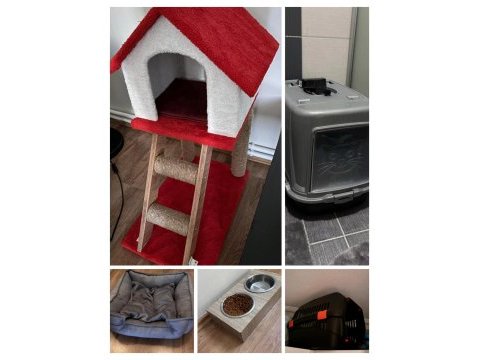 4 aylık british shorthair bütün malzemeleri ile verilecek