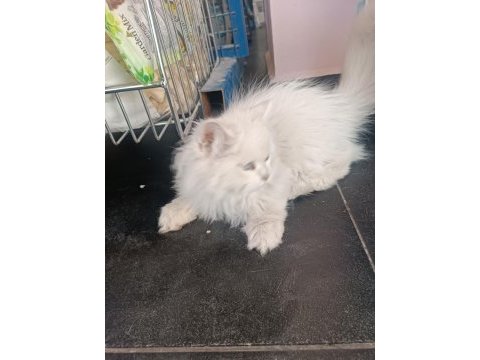 British longhair