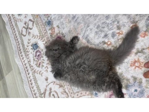 Nazlı scottish fold kızımız ömürlük yuvasını bekliyor