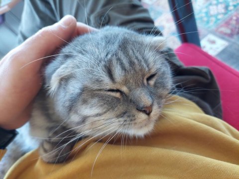 Uygun puana sahiplendirilecek scottish fold