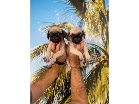 Pug mops yavrular hazırdır