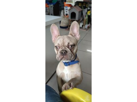 1 yaşında escobar egzotik silver fawn french bulldog