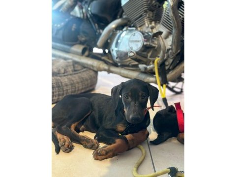 Sahiplendirme doberman