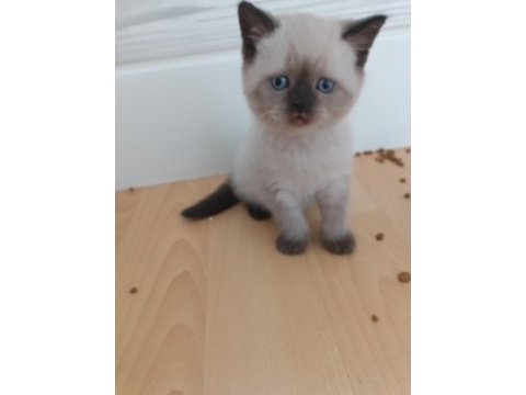 Minik british shorthair patiler