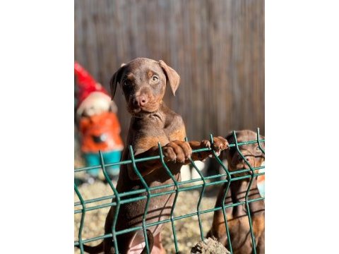 Kahverengi doberman bebekleri