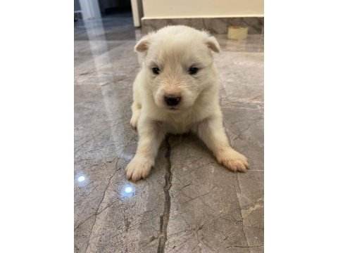 Safkan samoyed yavruları kartopu