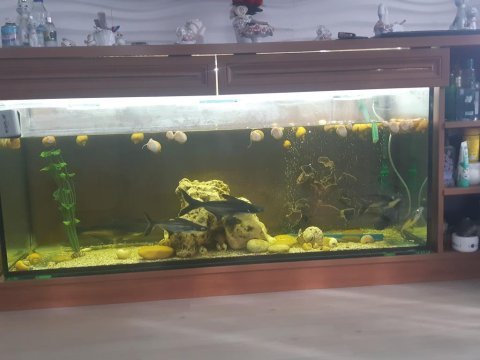 Akvaryum pengasus vatoz çöpçü elma salyangozu