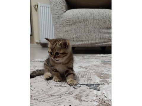 Uygun puanlı british golden tabby 50 günlük british longhair