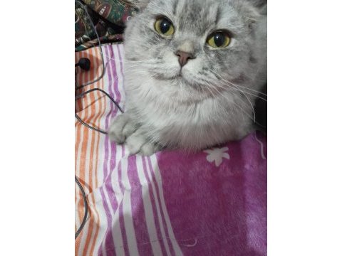 British longhair kızımıza eş arıyoruz