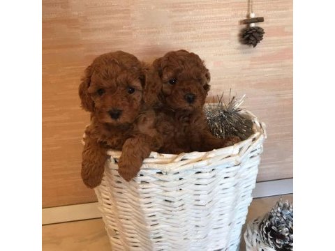 Efsane toy poodle yavruları