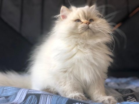 Uygun wcf scrli by1133 show kalite british longhair