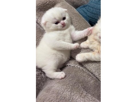 Top kafa safkan scottish fold