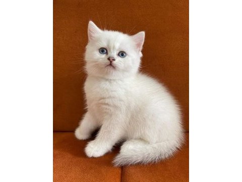 Antalya british shorthair kedilerimiz