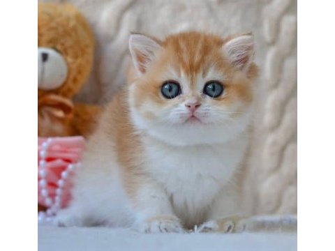 Güzellik timsali golden british shorthair