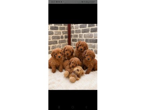 Poodle minikler yeni yuvalarına hazırlar