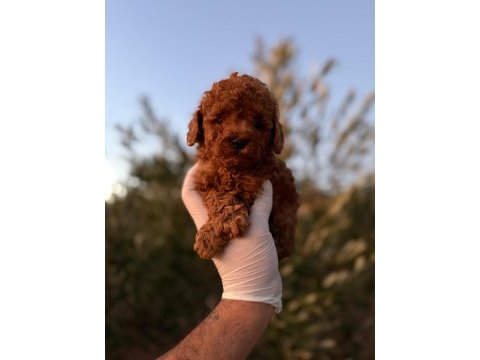 Erkek kore kuyruksuz toy poodle gerçek kalite isteyene