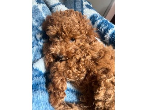 Bazı nedenlerden dolayı köpeğimi vermek zorundayım