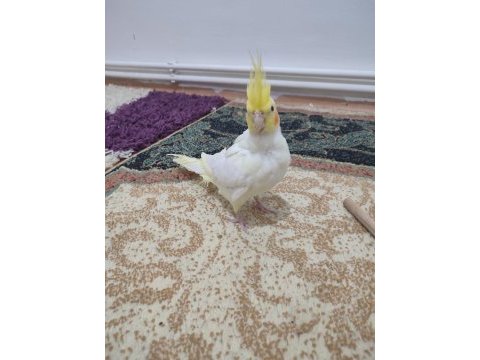 2 yaşında hazır sultan papağanı takım yuvalık kafes yemlik
