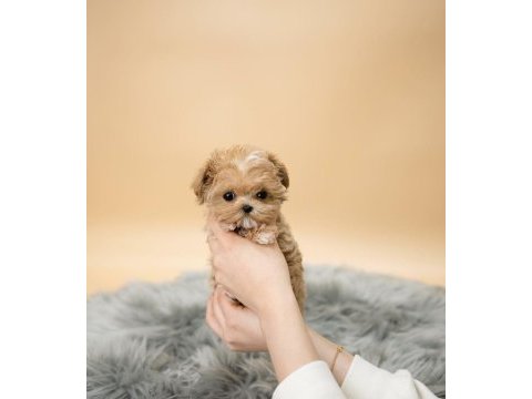 Maltipoo yavrularımız