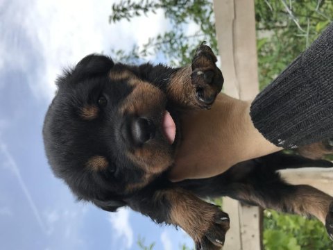 Dişi yavrular rottweiler