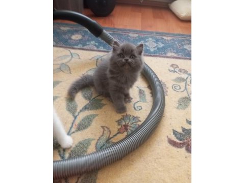 50 günlük british shorthair