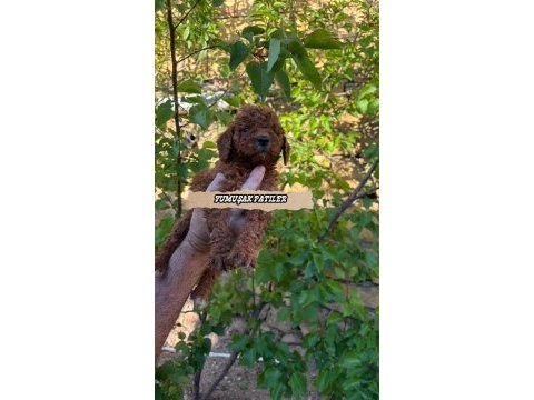 Orijinal toy poodle