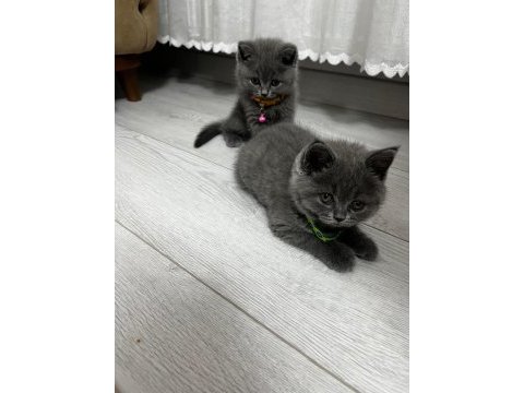 45 günlük erkek british shorthair kedisi
