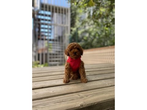 Safkan red brown toy poodle bebekler