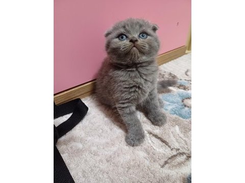 Scottish fold minnoşum