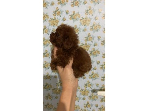Kore poodle teacup baby face poodle yavrular