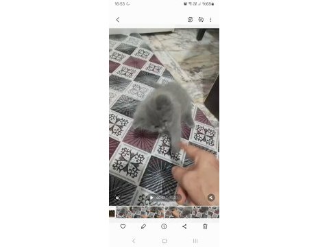 British shorthair erkek