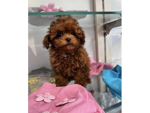 Toypoodle yavrularımız 