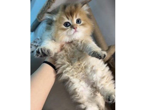 British longhair golden kardeşler mükemmel kaliteli