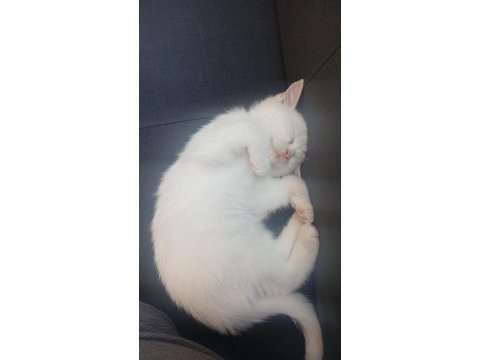 Pamuk kedimiz