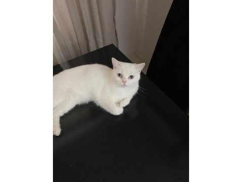Kedimiz pamuk için acil yuva arıyoruz