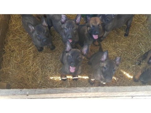 Malinois sağlam kan hattı