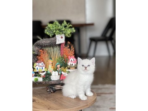 Silver point mavi göz british shorthair yavrum