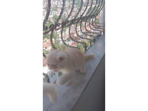 Saf kan exotic shorthair erkek yavru