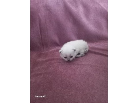 Yavru british shorthair